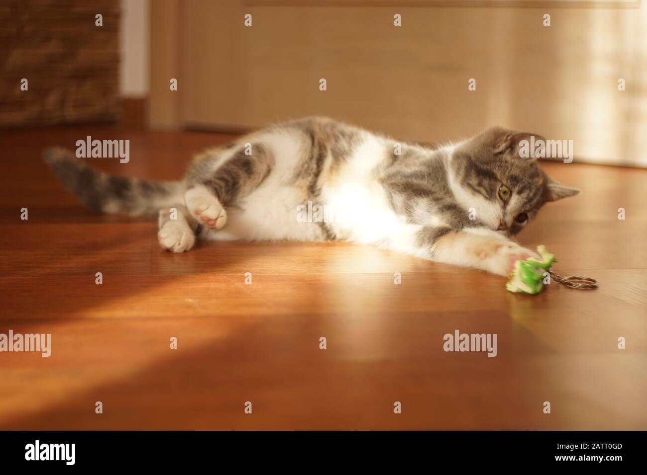 Bella gattino giocare con il giocattolo al soleggiato piano interno. Foto Stock