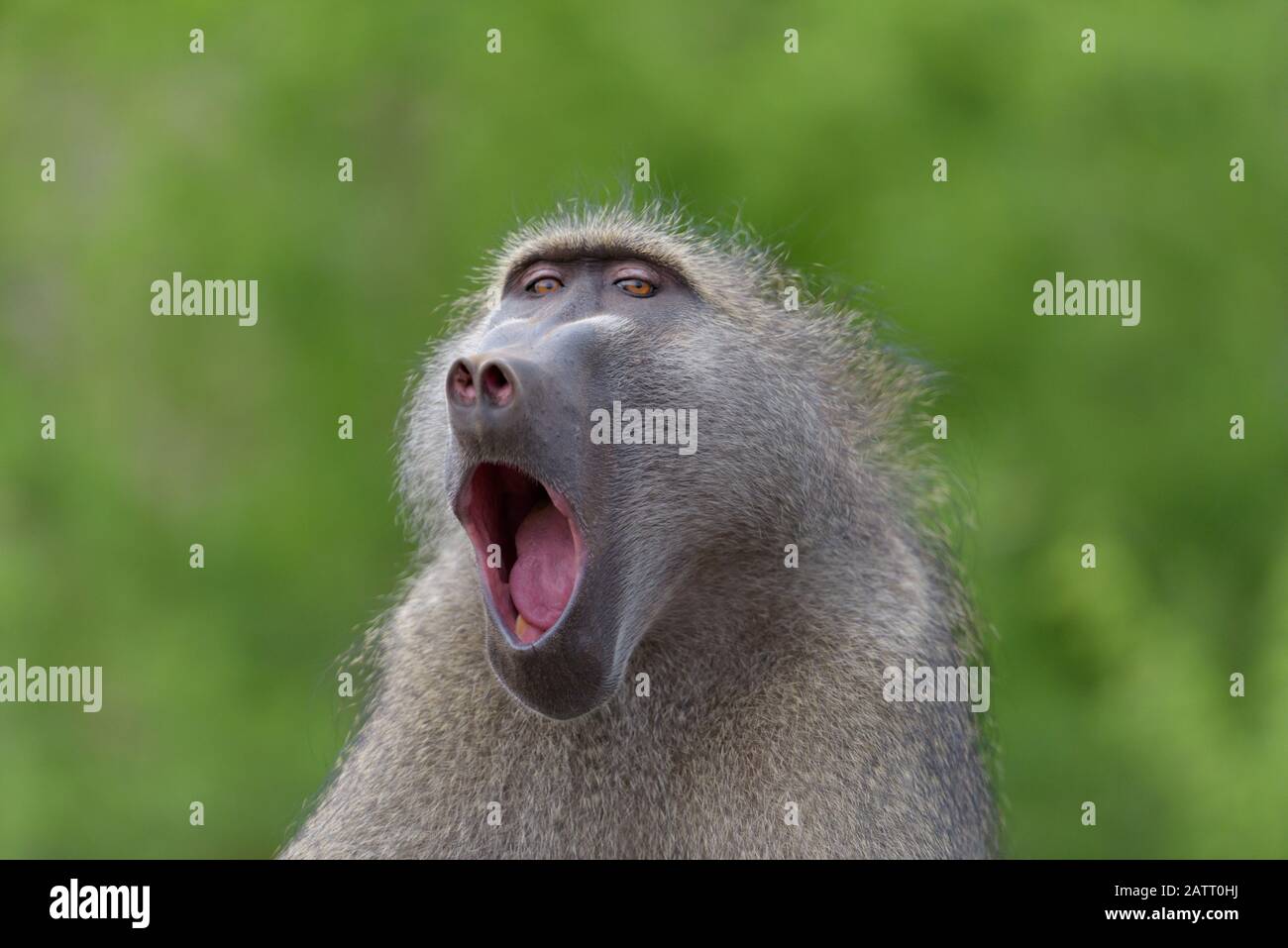 Babbuino nel deserto dell'Africa Foto Stock