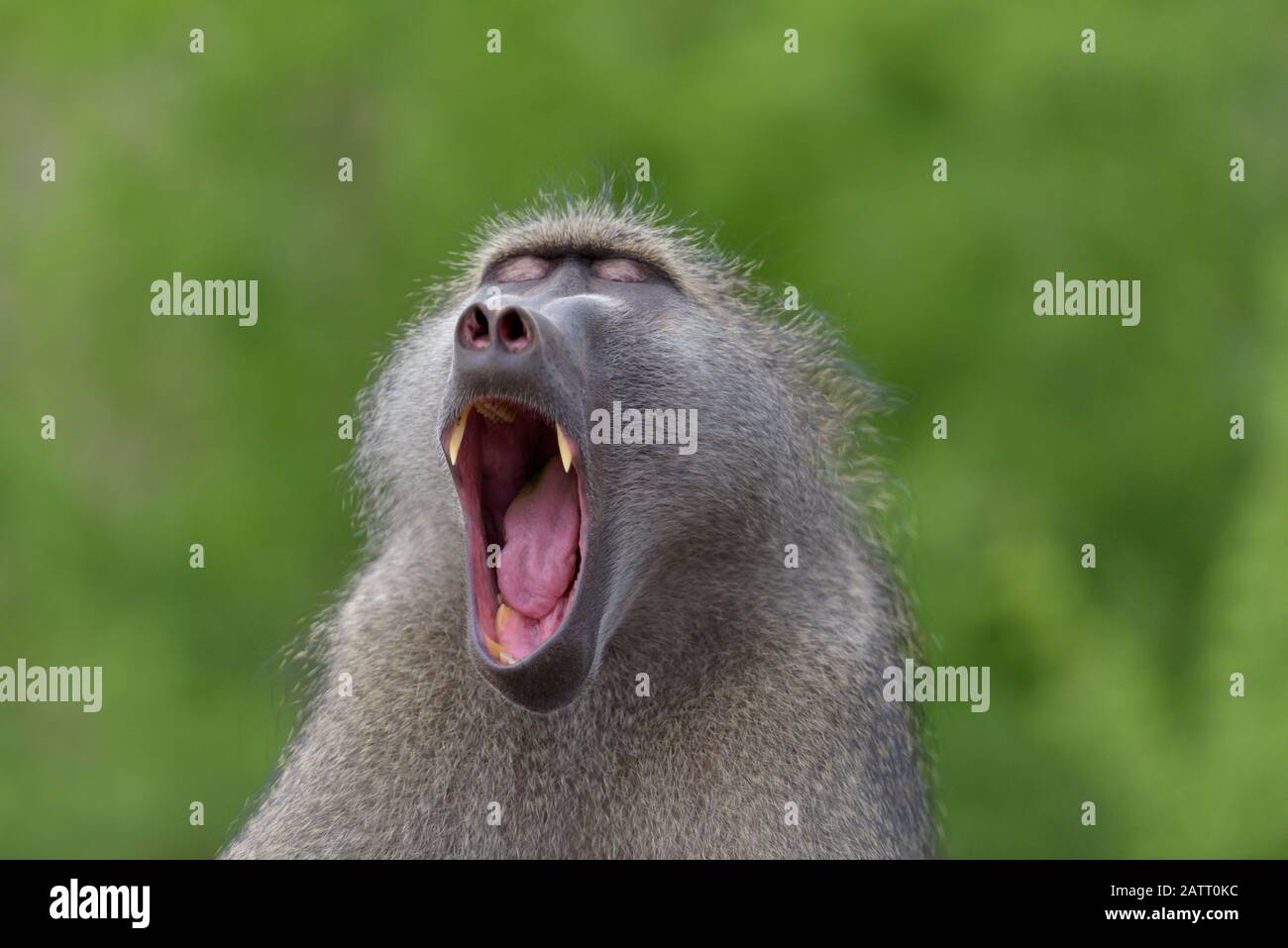 Babbuino nel deserto dell'Africa Foto Stock