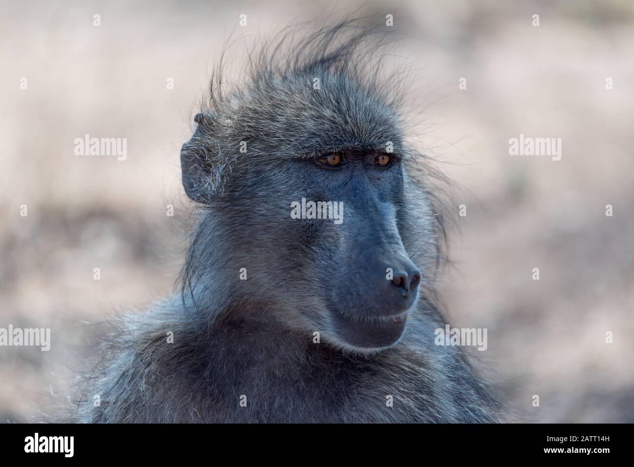 Babbuino nel deserto dell'Africa Foto Stock