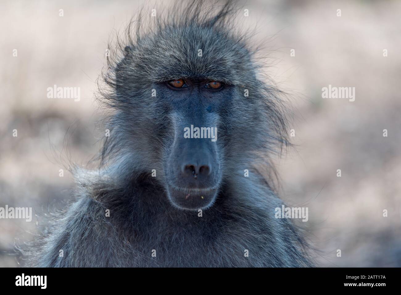 Babbuino nel deserto dell'Africa Foto Stock