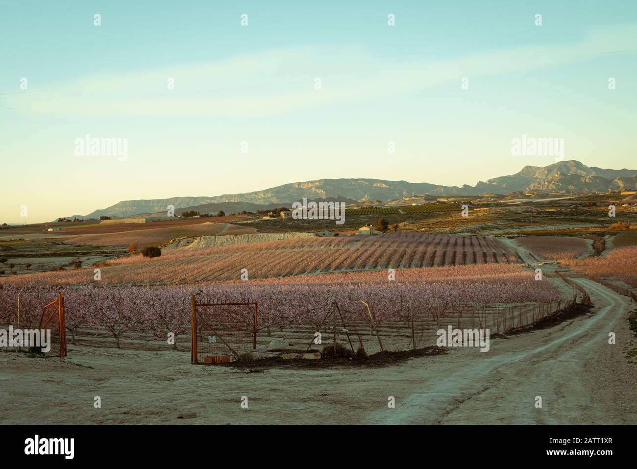 Fioritura del pesco con la Sierra la pila sullo sfondo nella regione di Murcia. Spagna Foto Stock