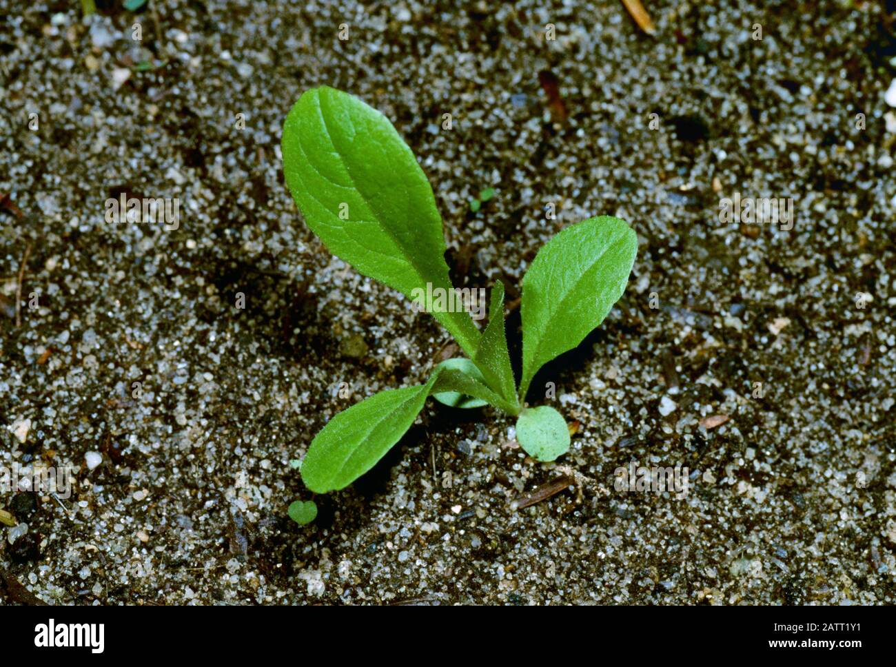 Agricoltura - erbacce, lattuga Prickly (Lactuca serriola) aka. Lattuga cinese, lattuga selvatica comune, pianta della bussola, Thistle inglese, Thistle del cavallo, Whi... Foto Stock