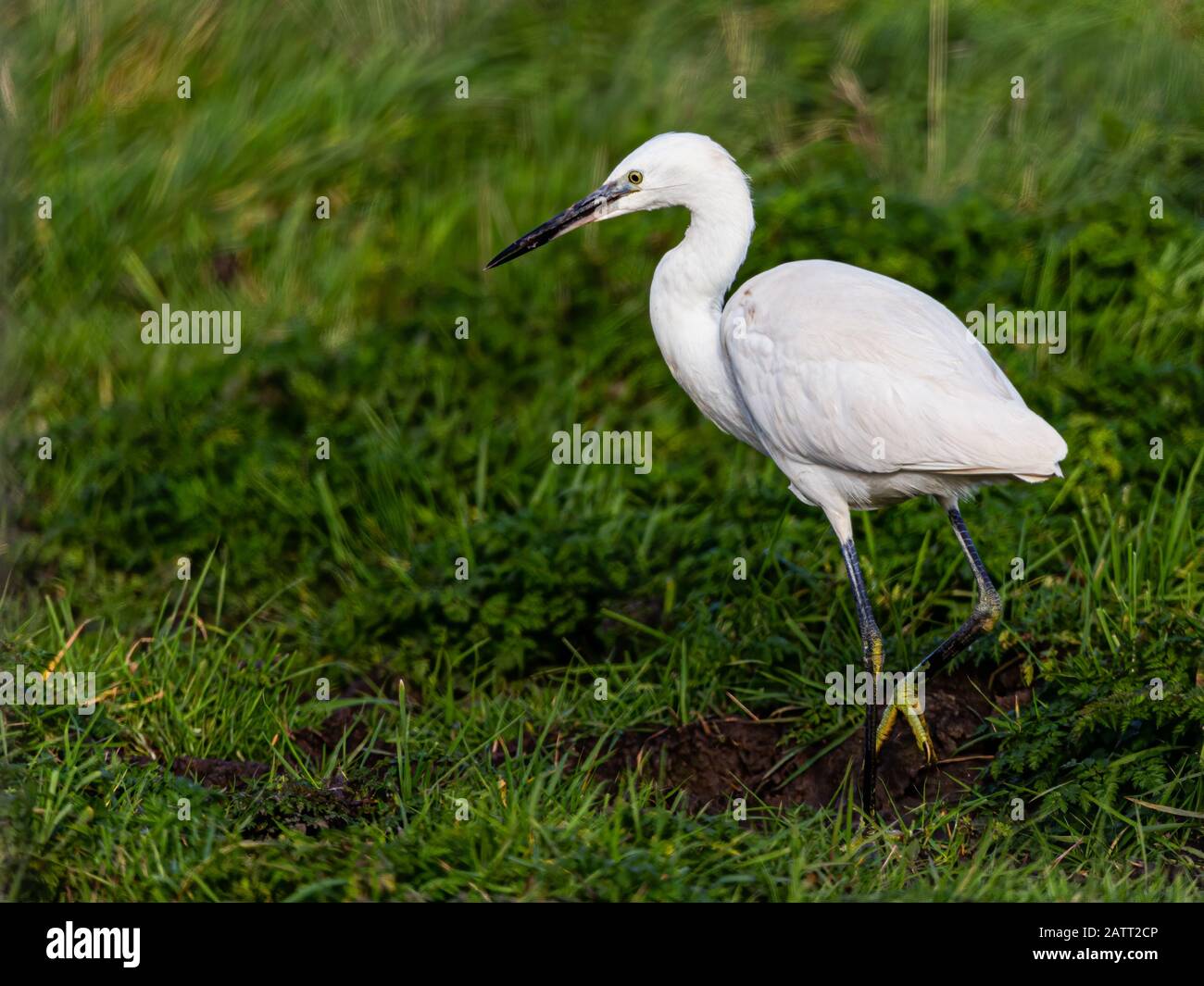 Little Eget Egetta garzetta a Harty Ferry Isola di Sheppy. Foto Stock