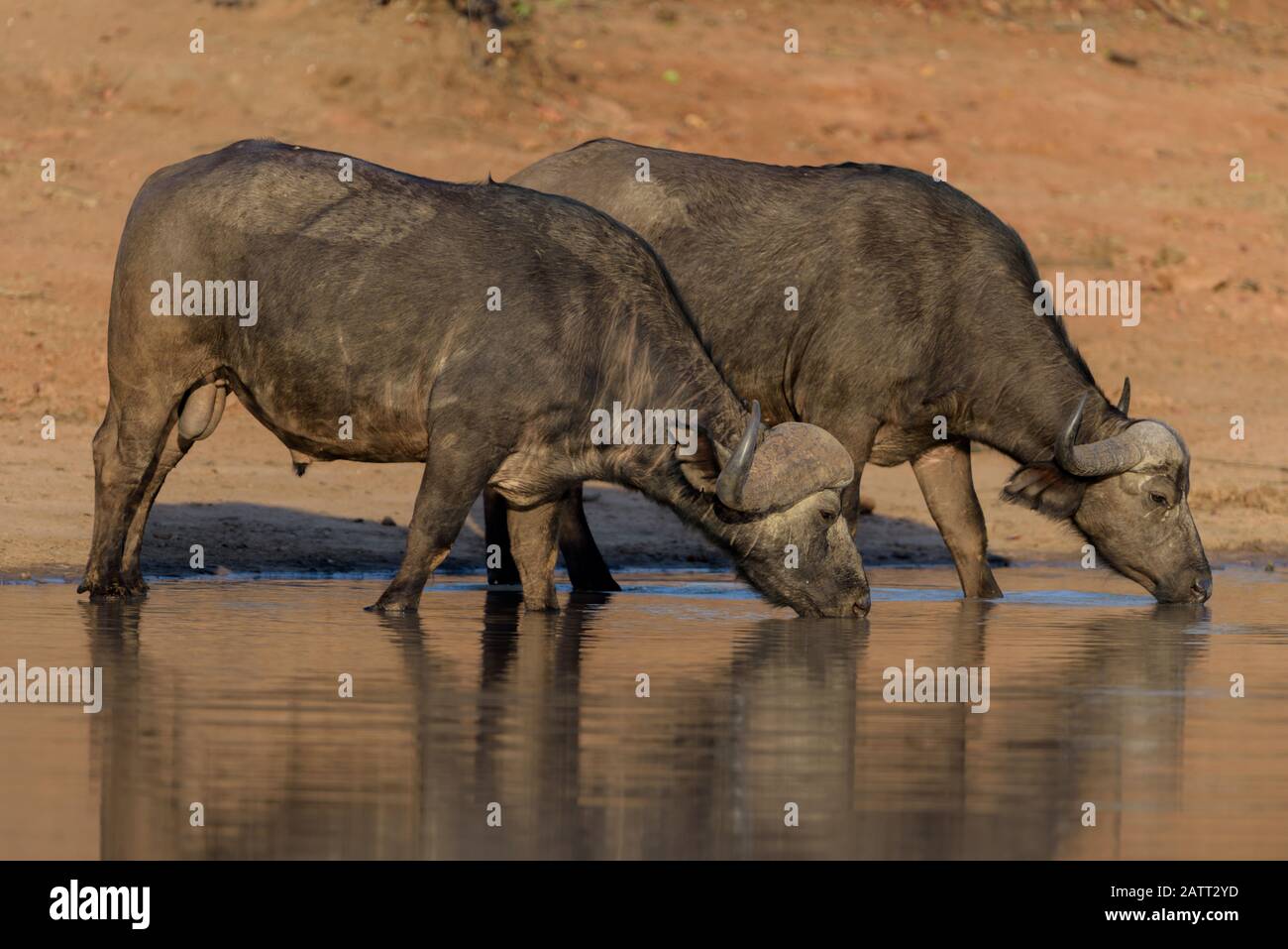 Acqua potabile di bufalo africano, acqua potabile di bufalo del Capo Foto Stock