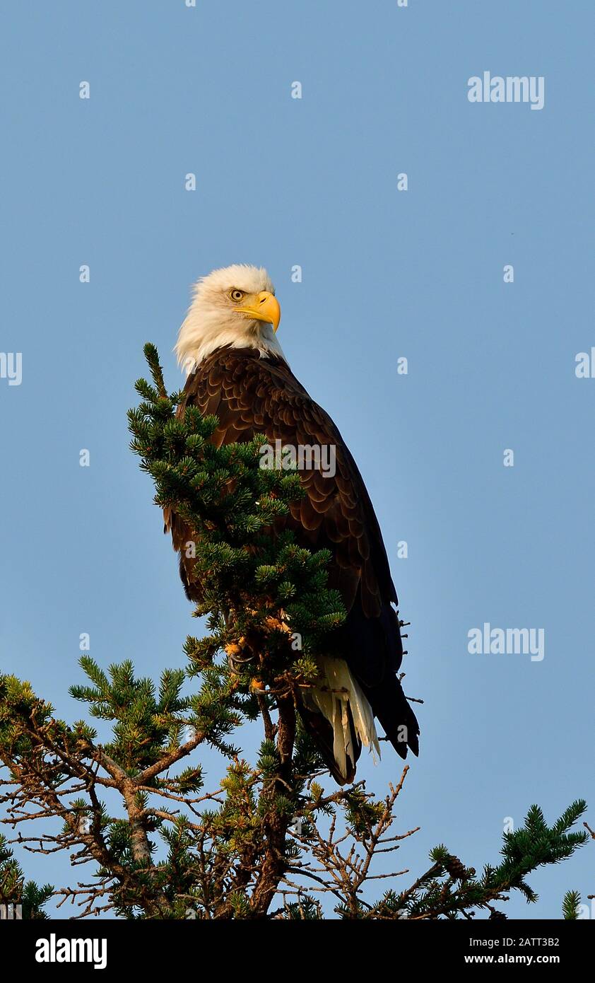 Un'immagine verticale di un'aquila calva matura ' Haliaeetus leucocephalus', appollaiata sui rami superiori di un albero verde di abete rosso nel Parco Nazionale di Jasper Albert Foto Stock