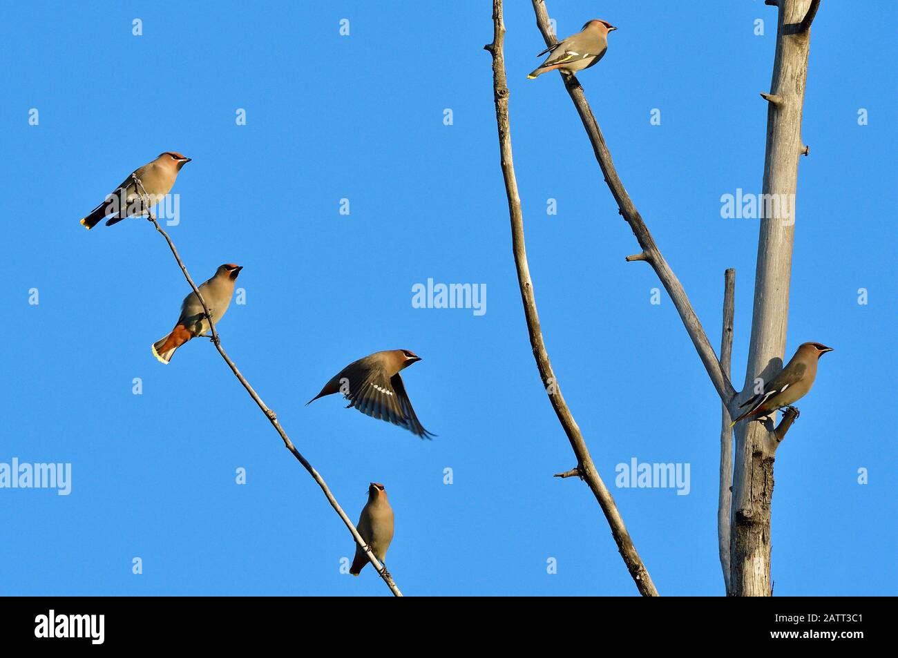 Un gregge di uccelli di Boemia Waxwing, 'Bombycilla garrulus', arroccato su un albero morto contro un cielo blu scuro nella zona rurale Alberta Canada. Foto Stock