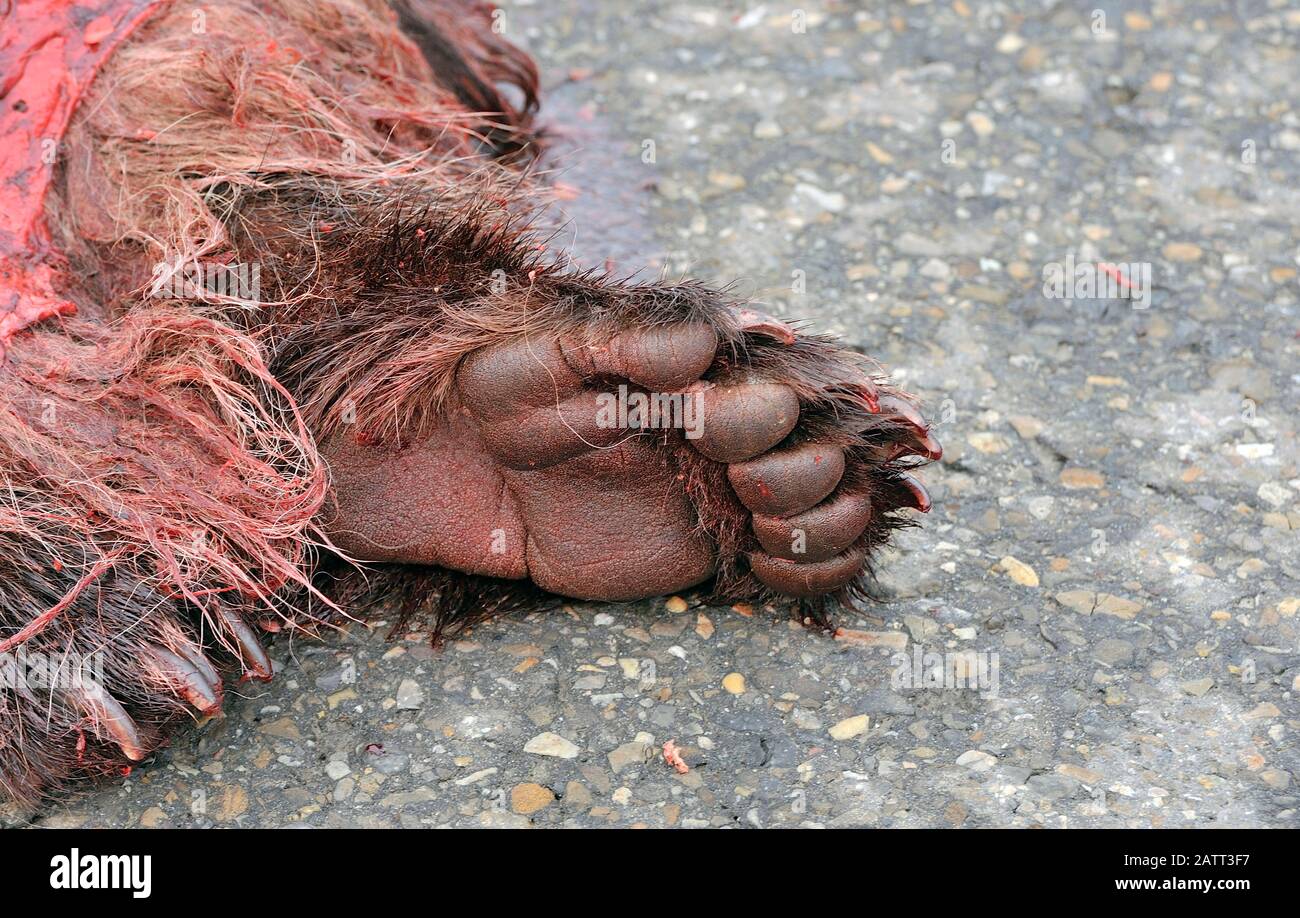 Un'immagine orizzontale di una zampa di un orso grizzly che è stato ucciso in un incidente automobilistico sull'autostrada 40 nord vicino a Grande cache Alberta Canada. Foto Stock