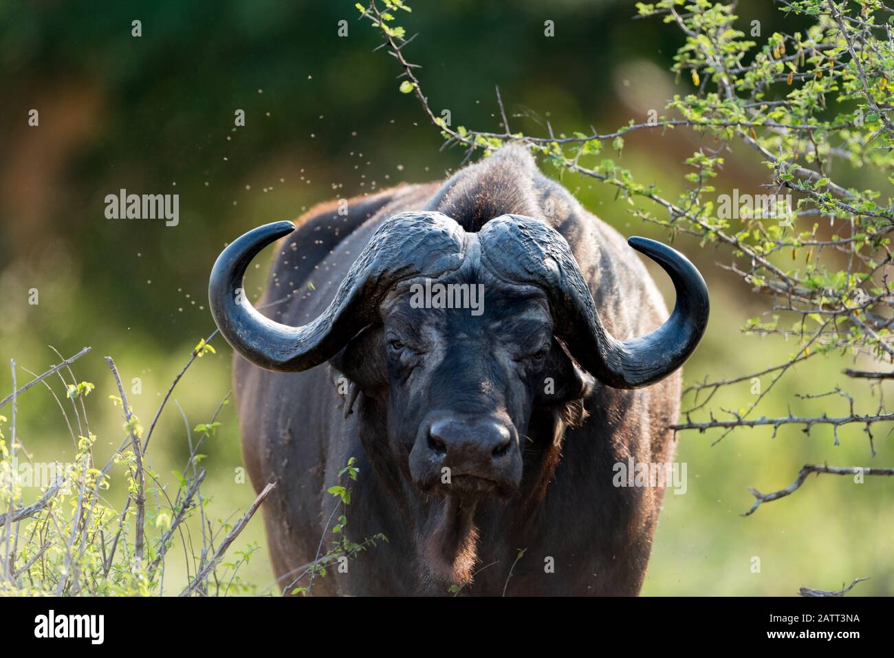Ritratto di bufalo africano , conosciuto anche come bufalo del capo Foto Stock