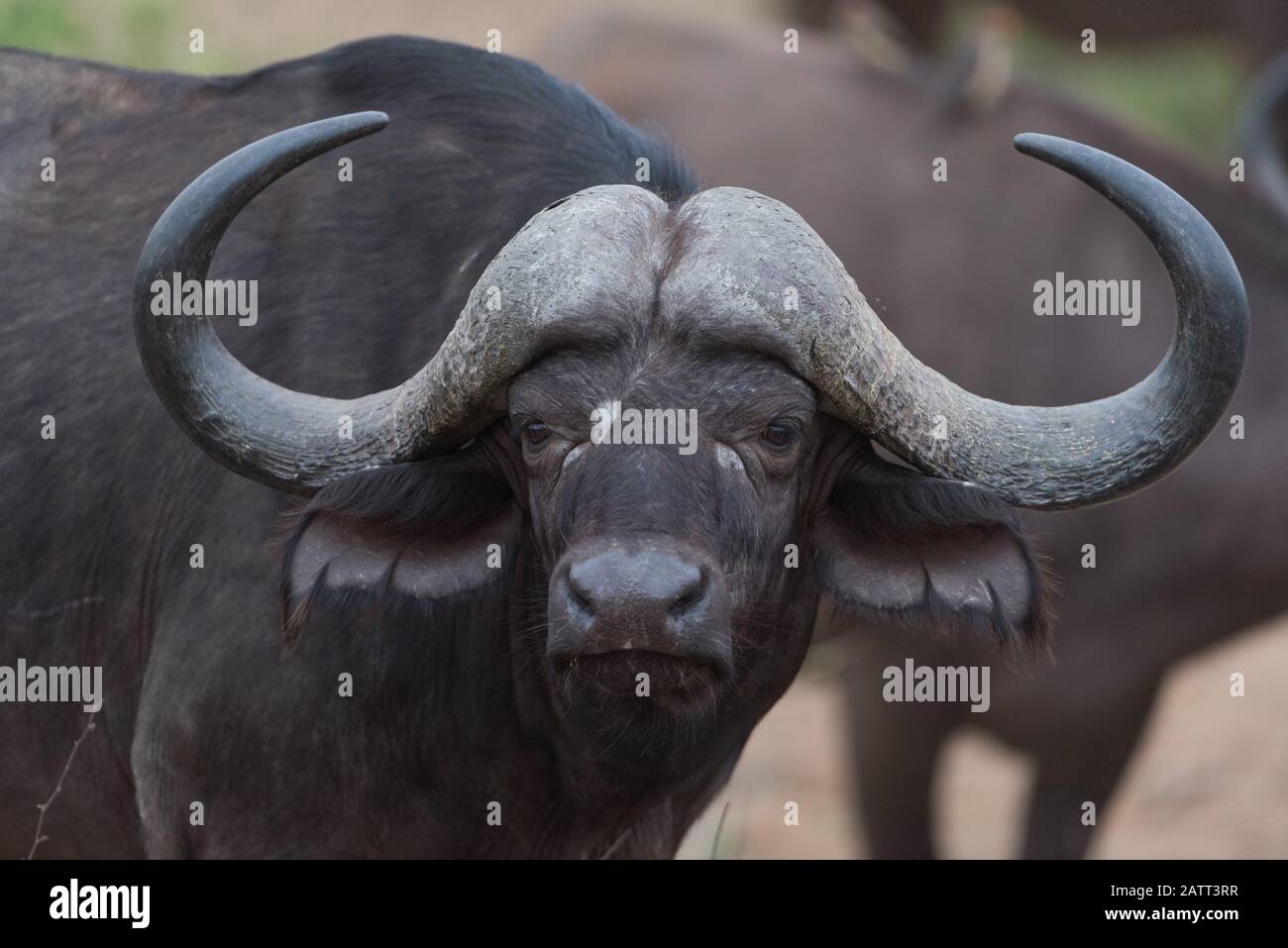 Ritratto di bufalo africano , conosciuto anche come bufalo del capo Foto Stock