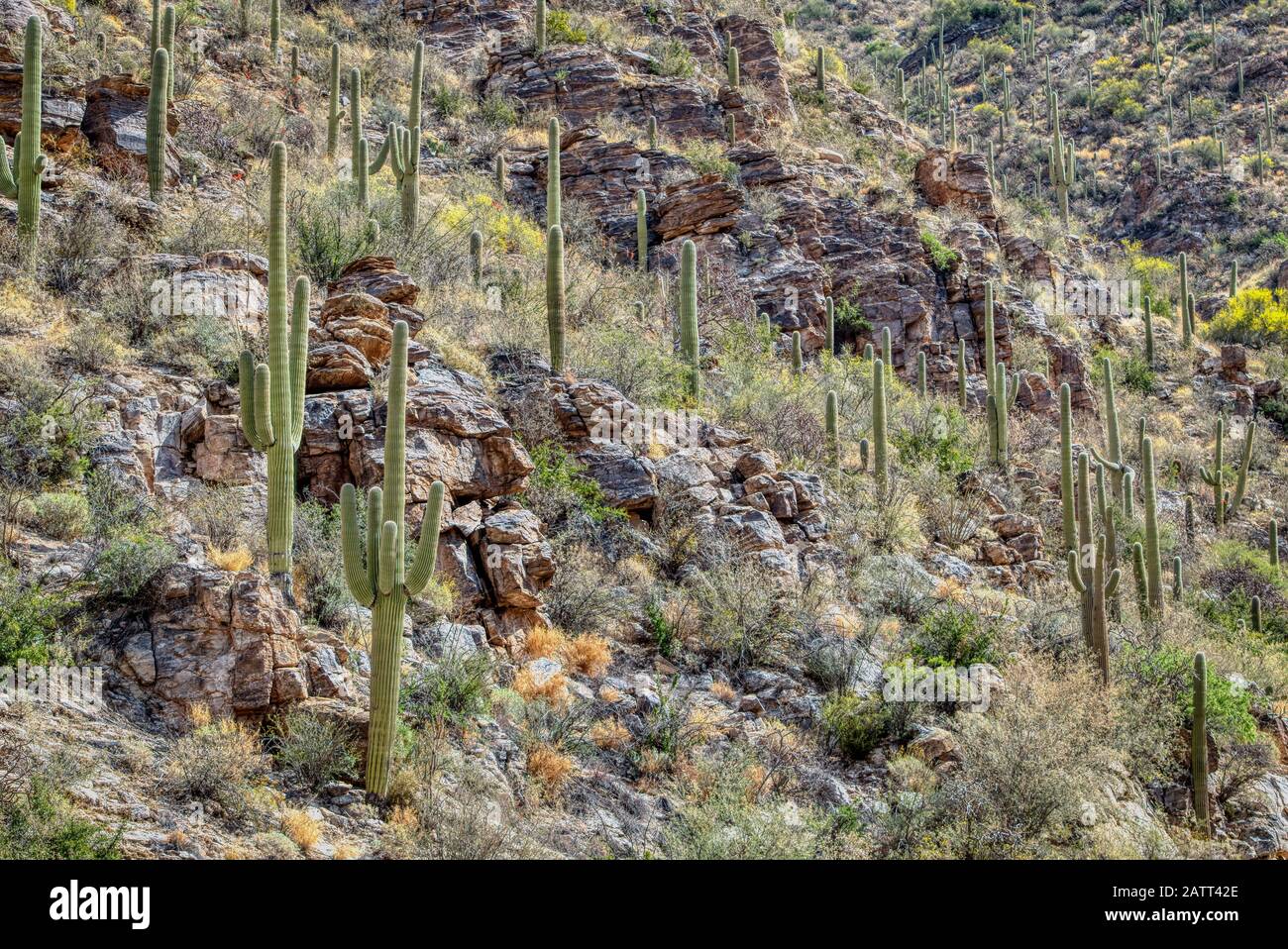 Le montagne svettanti, i profondi canyon e le piante e gli animali unici del deserto del Sonaran si trovano nella Sabino Canyon Recreation Area. Foto Stock