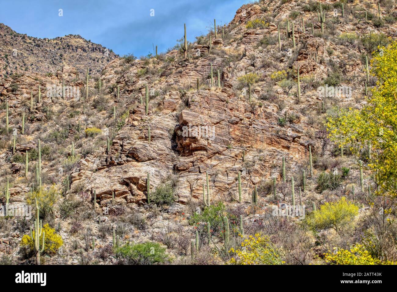 Le montagne svettanti, i profondi canyon e le piante e gli animali unici del deserto del Sonaran si trovano nella Sabino Canyon Recreation Area. Foto Stock