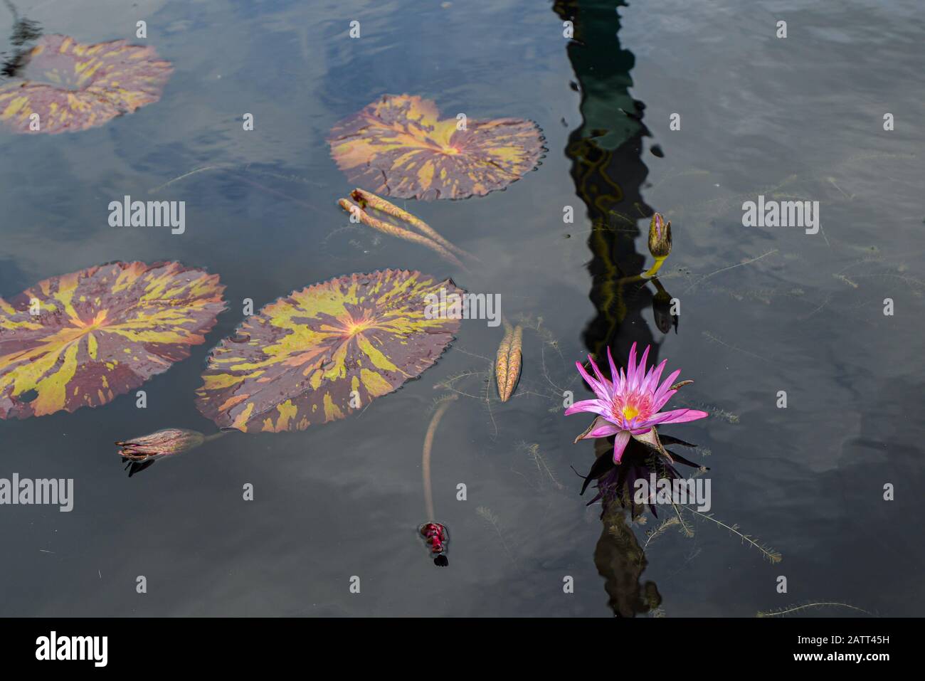Giglio D'Acqua Rosa Con Piedi Di Giglio In Stagno Nel Parco Della Città, New Orleans Foto Stock