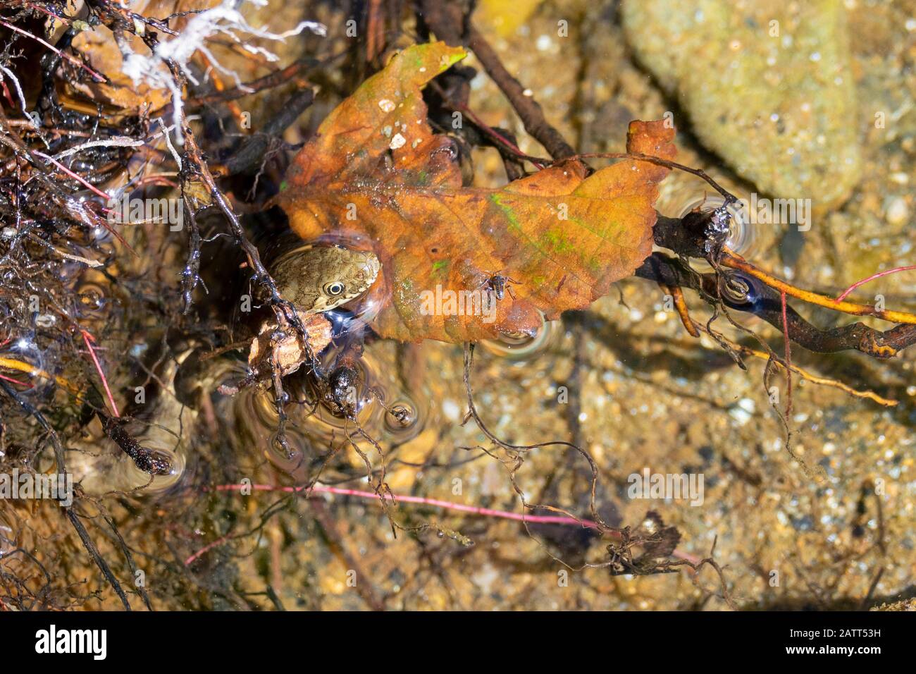 Viperina serpente d'acqua, Natrix maura, le Luech fiume, le Chambon, Cévennes, Francia, Europa Foto Stock