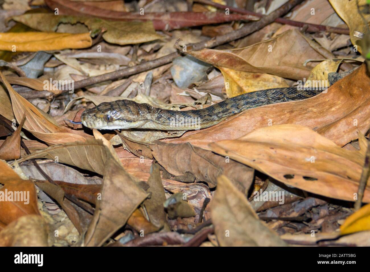 Python tappeto, Morelia spilota, aka python diamante, molting, desquamazione della pelle, nella foresta pluviale, Mission Beach, Tropici Bagnati del Queensland, Queensland, Aust Foto Stock