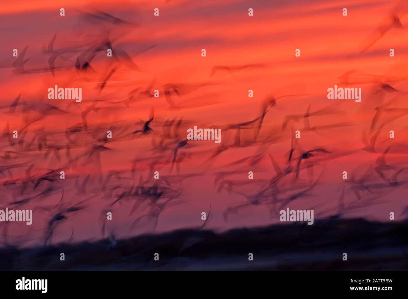 Sfocatura intenzionale di volo crepuscolo sciatore nero crepuscolo Foto Stock