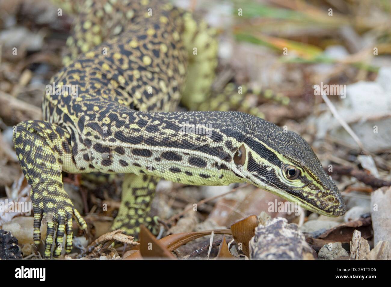 Sand goanna, Varanus gouldii, aka Gould's monitor, il monitor di sabbia, cavallo di corsa goanna, Chili Beach, Cape York Peninsula, Kutini-Payamu National Park, Foto Stock