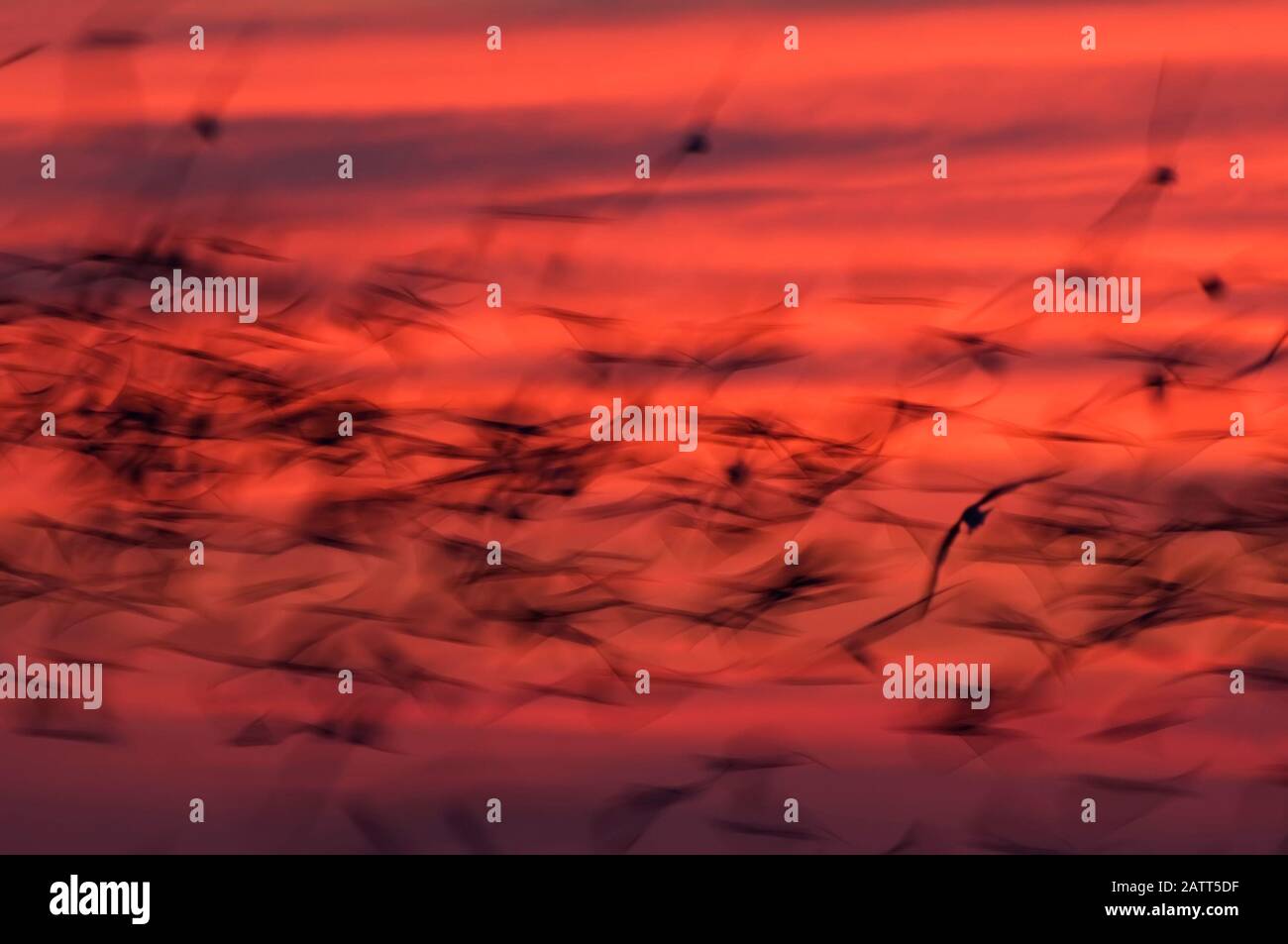 Sfocatura intenzionale di volo nero crepuscolo skimmer Foto Stock