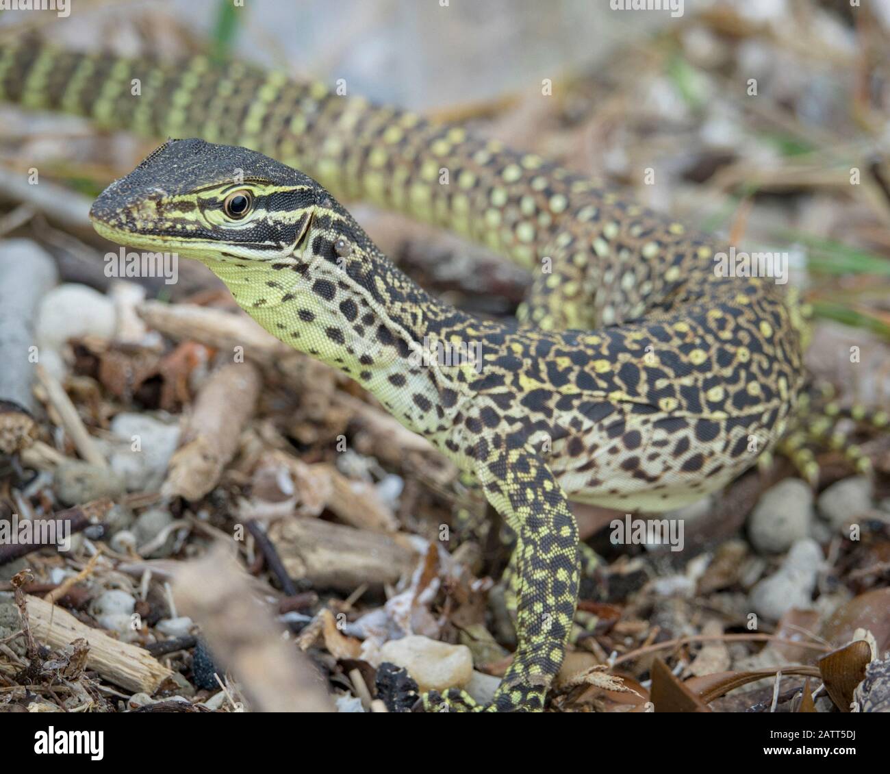 Sand goanna, Varanus gouldii, aka Gould's monitor, il monitor di sabbia, cavallo di corsa goanna, Chili Beach, Cape York Peninsula, Kutini-Payamu National Park, Foto Stock