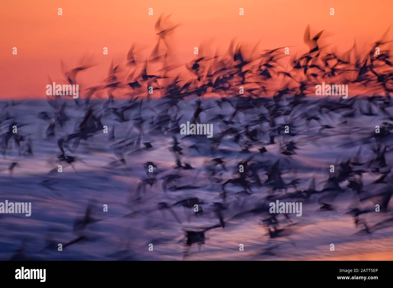Sfocatura intenzionale di volo nero crepuscolo skimmer Foto Stock