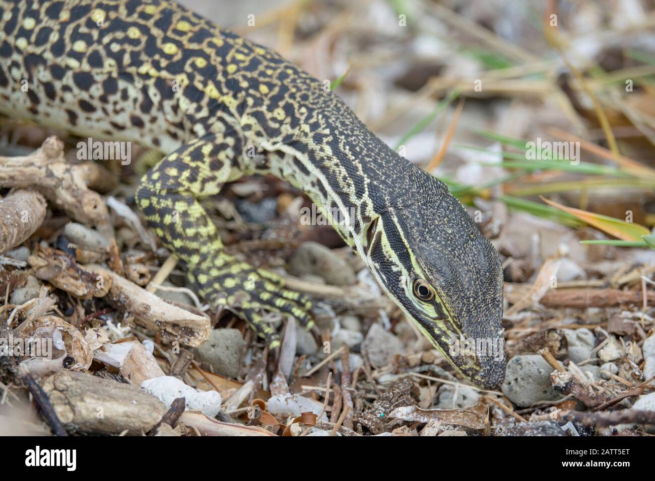 Sand goanna, Varanus gouldii, aka Gould's monitor, il monitor di sabbia, cavallo di corsa goanna, Chili Beach, Cape York Peninsula, Kutini-Payamu National Park, Foto Stock