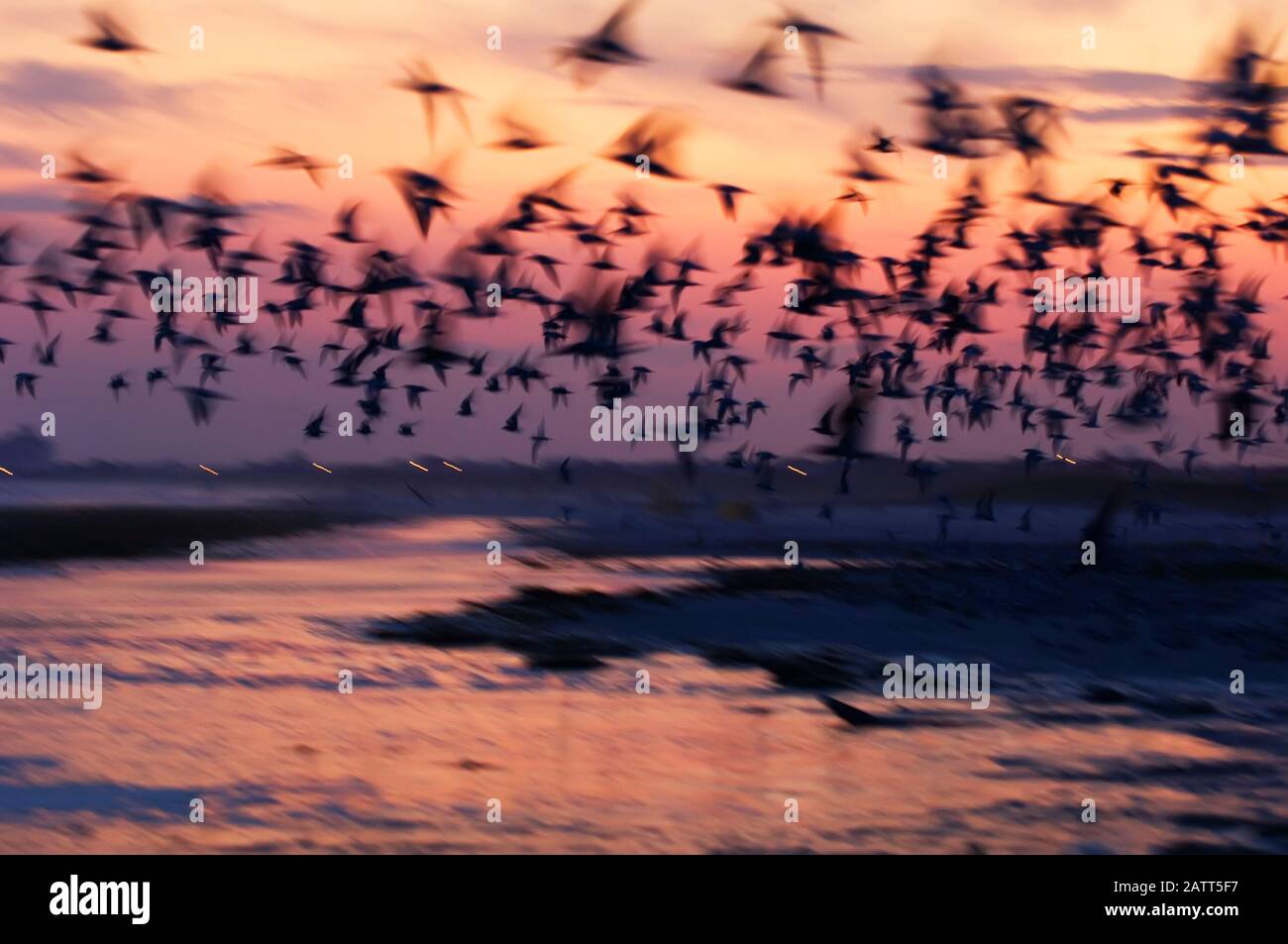 Sfocatura intenzionale di volo nero crepuscolo skimmer Foto Stock