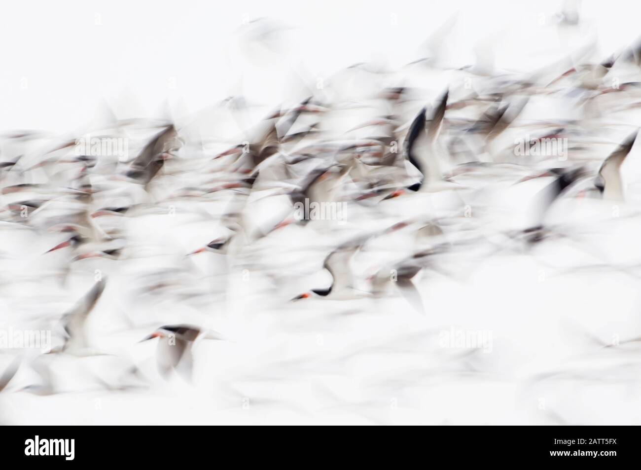 Sfocatura intenzionale di volo nero crepuscolo skimmer Foto Stock