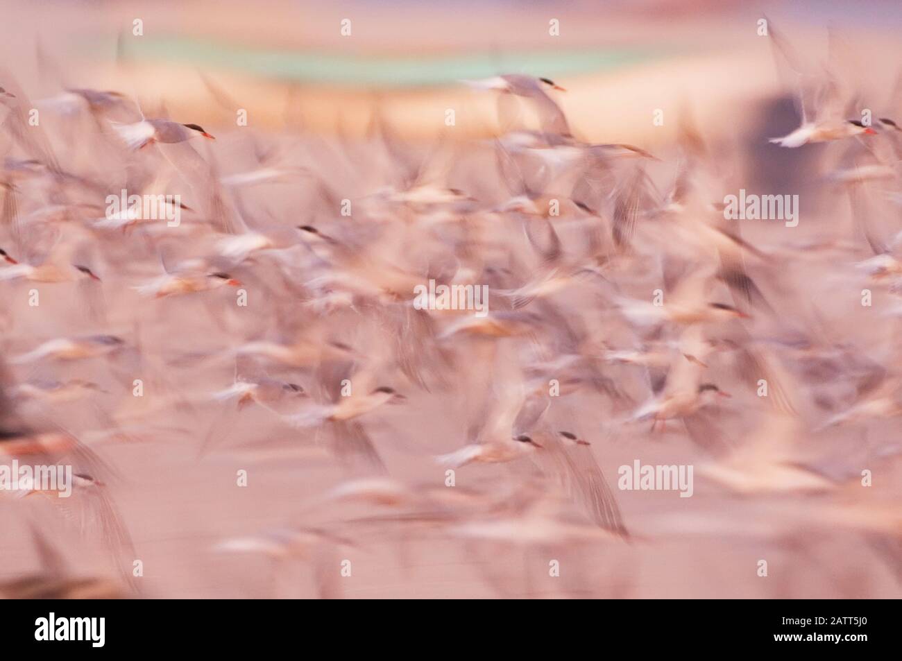 Sfocatura intenzionale di comune floccato di terne volo crepuscolo Foto Stock