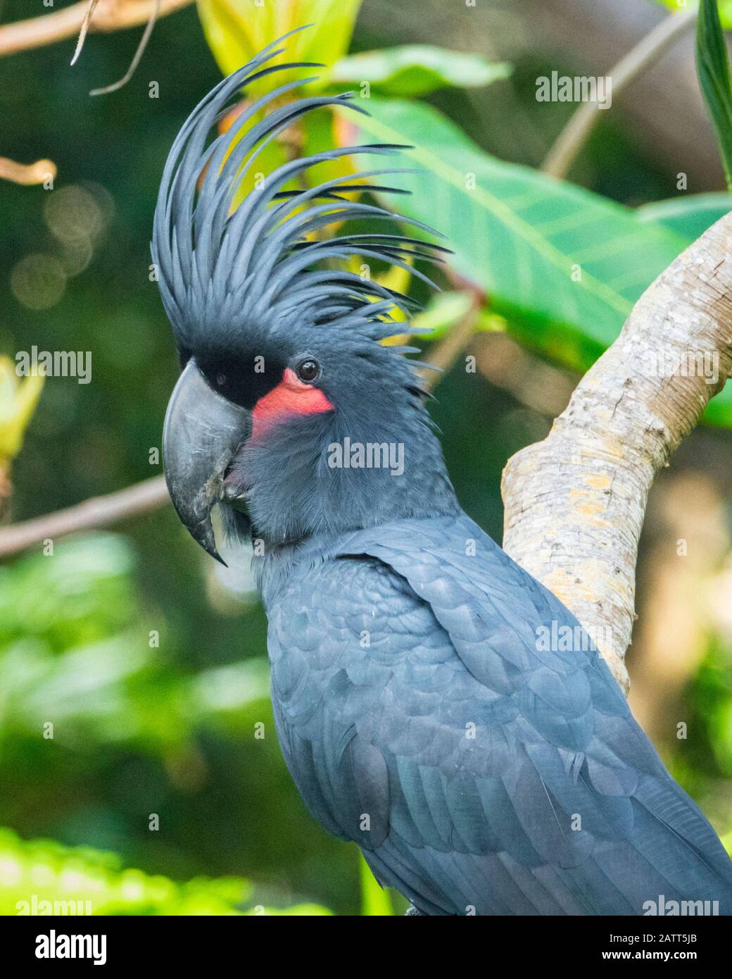Galletto di palma, probosciger aterrimus, goliath cacatoo, grande cockatoo nero, nella foresta pluviale, Chili Beach, Cape York Peninsula, Kutini-Payamu National Foto Stock