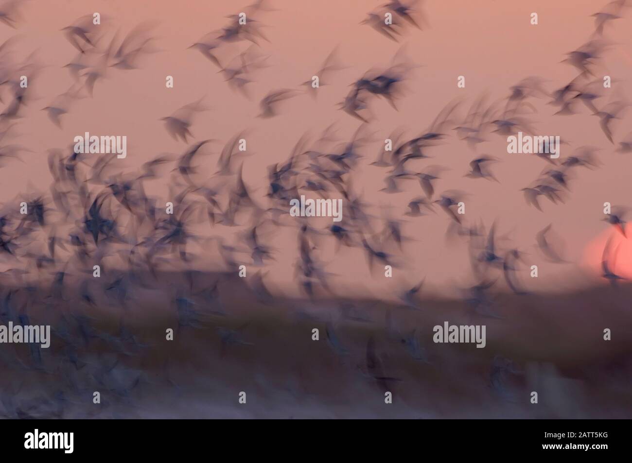 Sfocatura intenzionale di comune floccato di terne volo crepuscolo Foto Stock