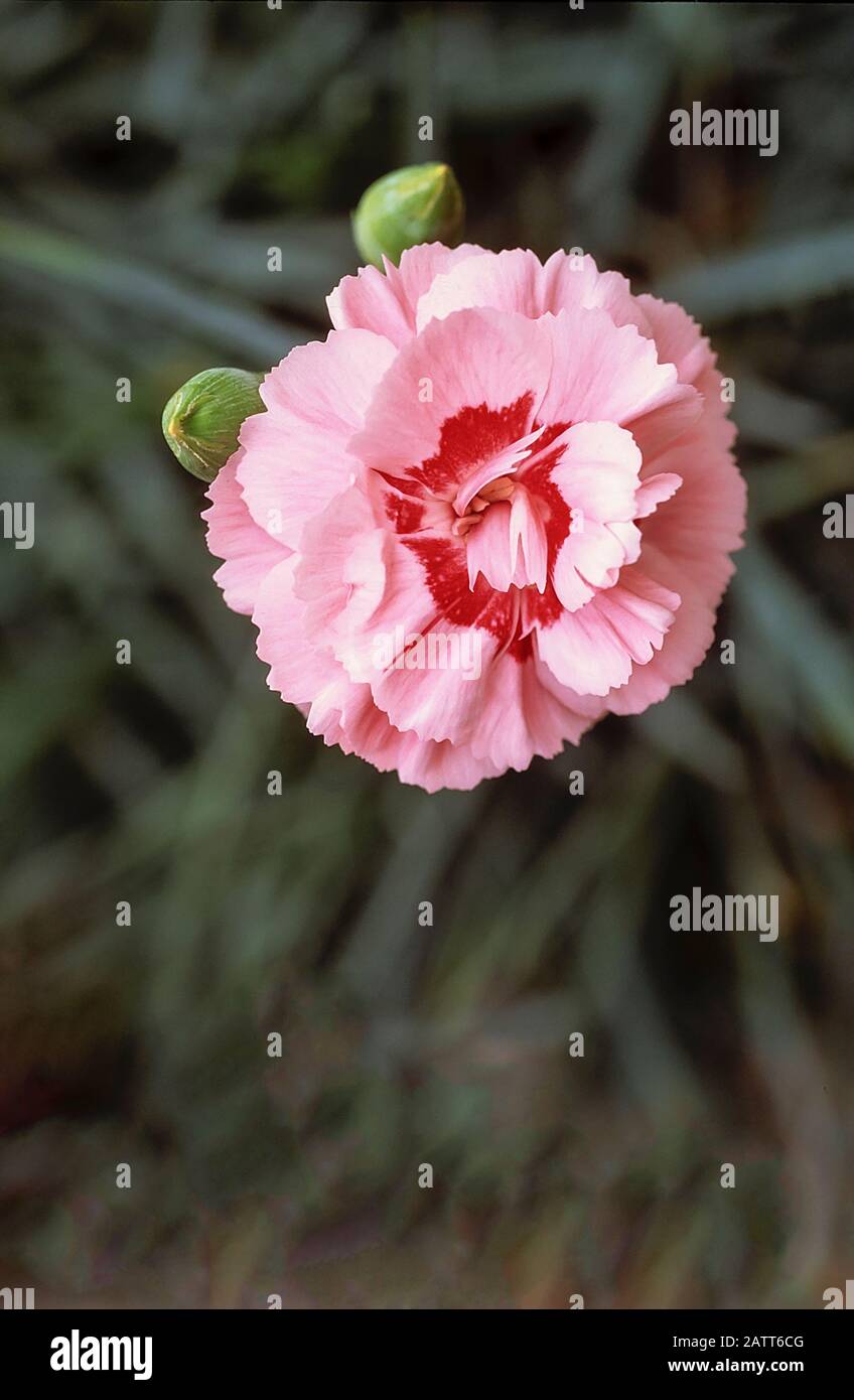 Primo piano di Dianthus Doris fiore e germogli impostato sullo sfondo di foglie. Un perenne sempreverde che è completamente hardy. Foto Stock
