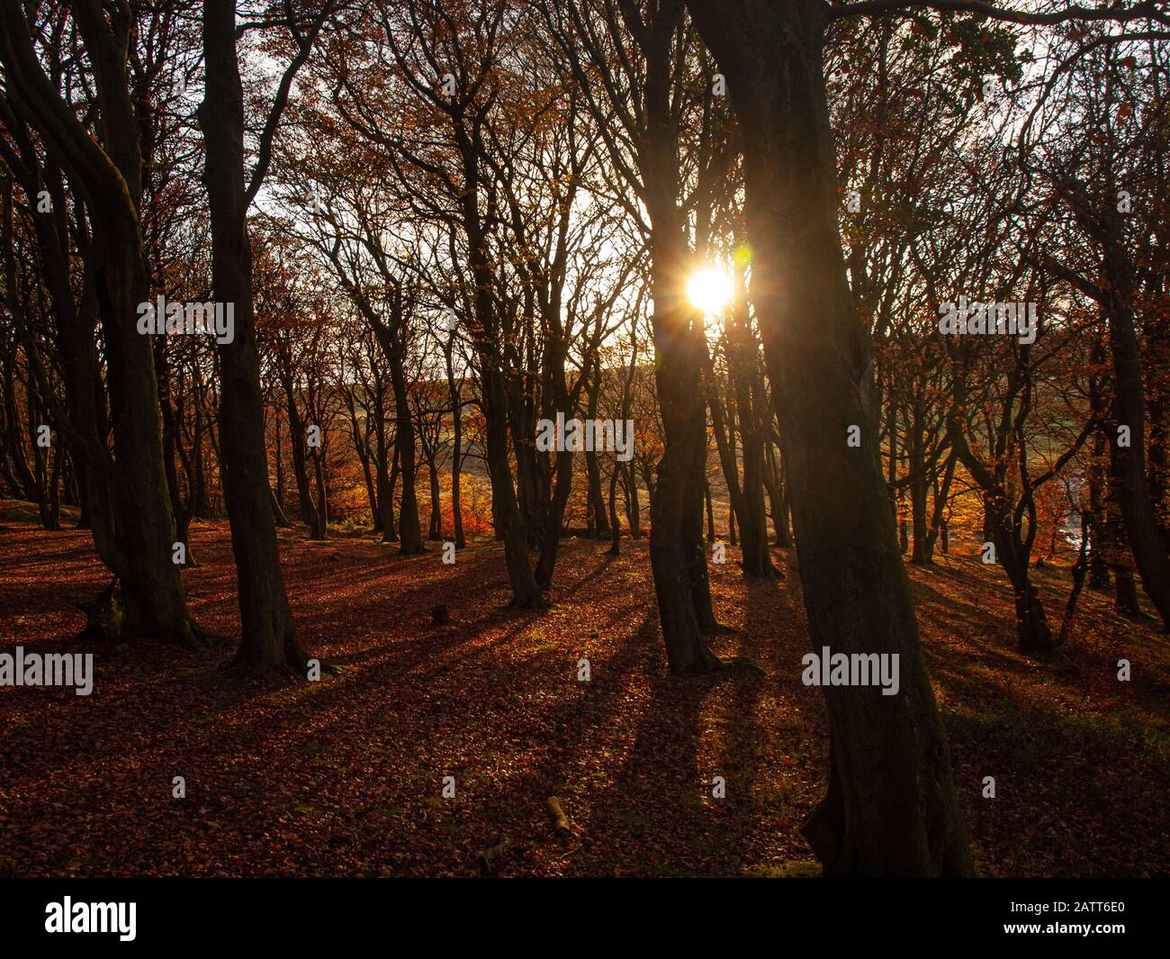 Autunno foresta con sole basso e lunghe ombre Foto Stock