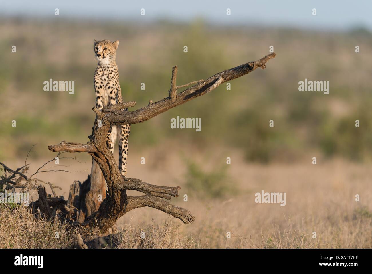 Ghepardo nel deserto dell'Africa Foto Stock