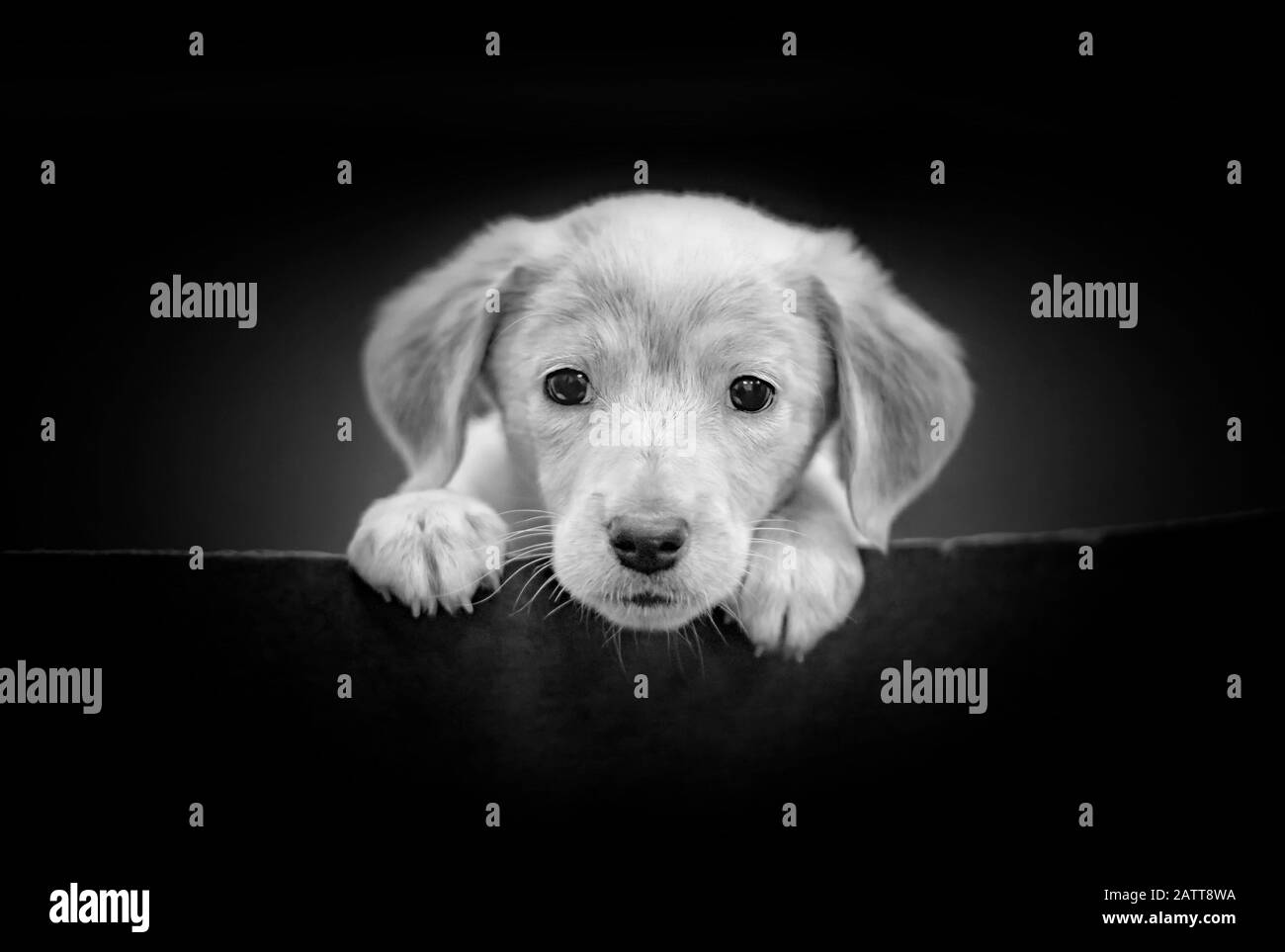 Carino ritratto di Labrador Puppy testa in bianco e nero sullo sfondo nero. È un bel cane piccolo con occhi neri. Foto Stock