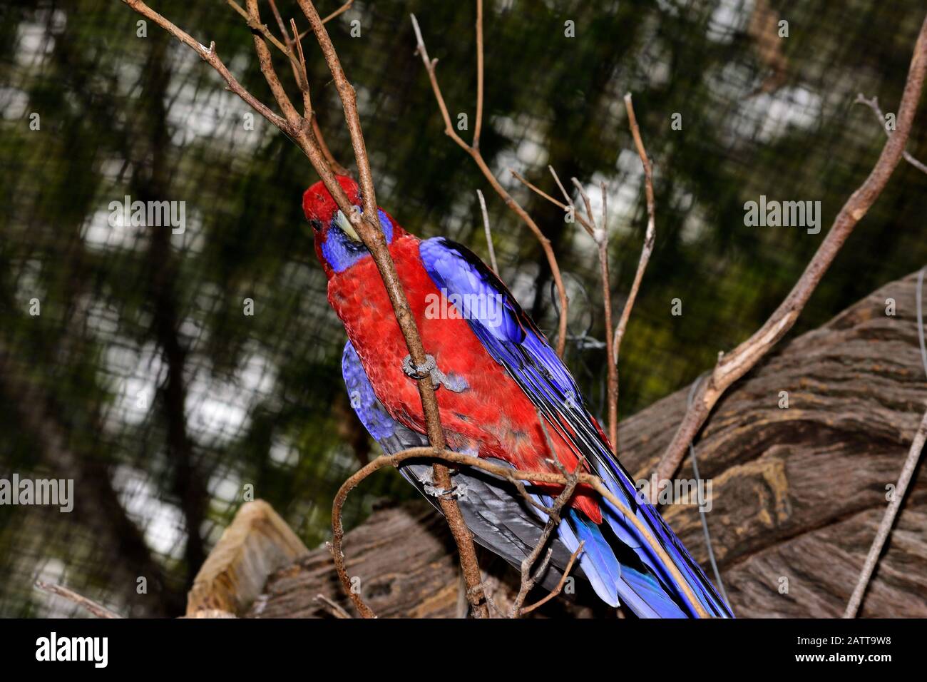 Crimson rosella Foto Stock