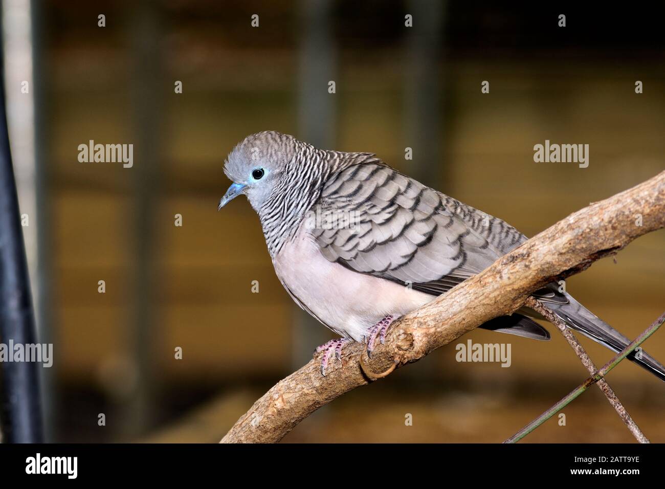 Tortora zebrata Foto Stock