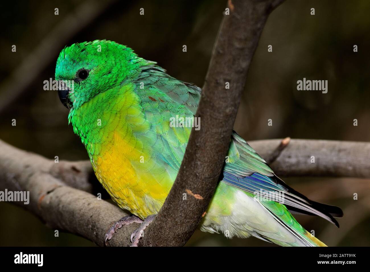 Pappagallo dal ventre arancione Neophema crisogaster Foto Stock
