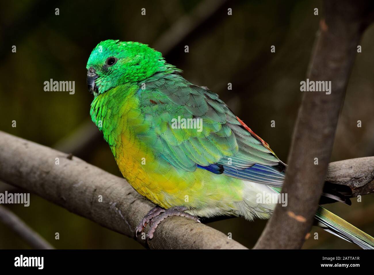 Pappagallo dal ventre arancione Neophema crisogaster Foto Stock