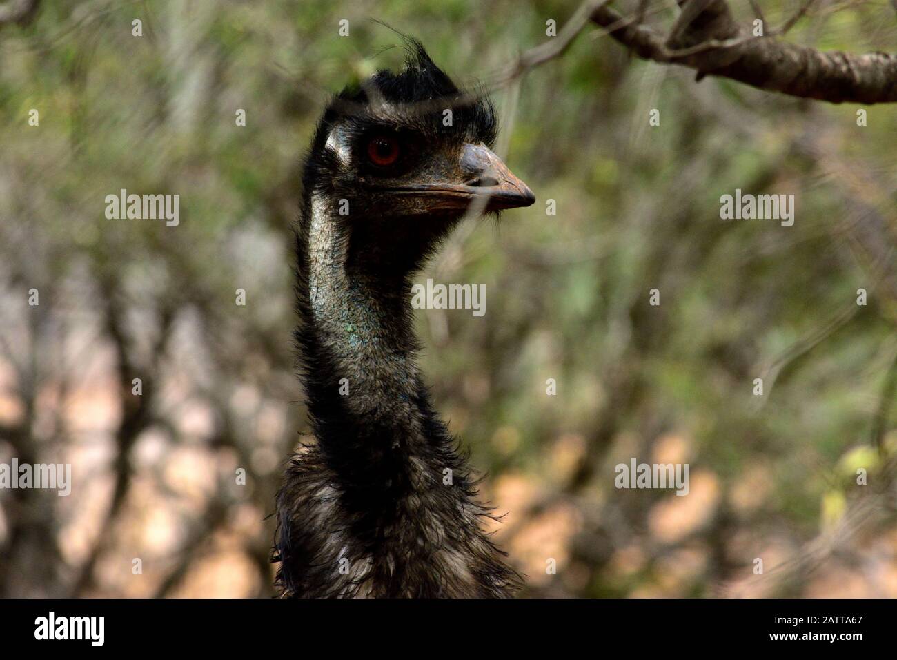 Emu Foto Stock
