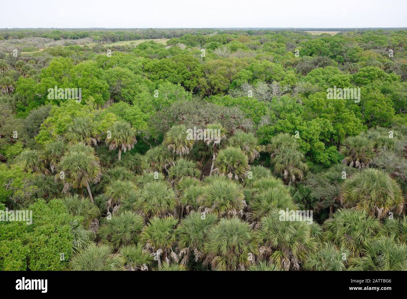 Una foresta nel sud-ovest della Florida dall'alto Foto Stock