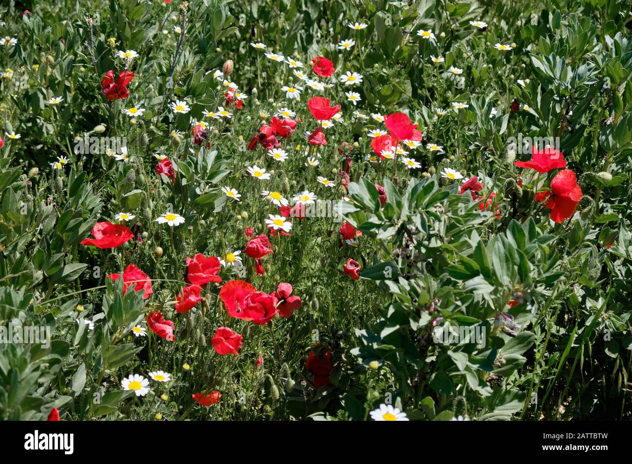 Campo di fiori selvatici principalmente papaveri e margherite in erba verde scuro Foto Stock