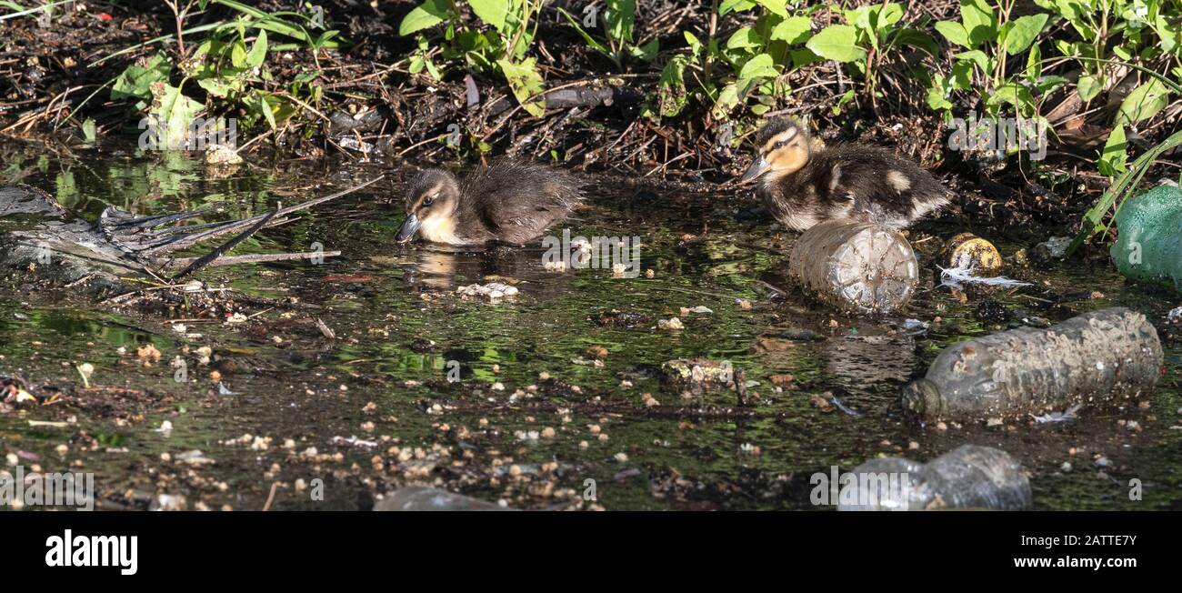 Mallard anatroccoli che alimentano in acqua inquinata di plastica Foto Stock