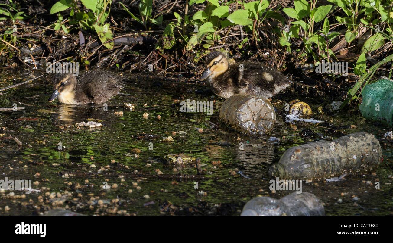 Mallard anatroccoli che alimentano in acqua inquinata di plastica Foto Stock