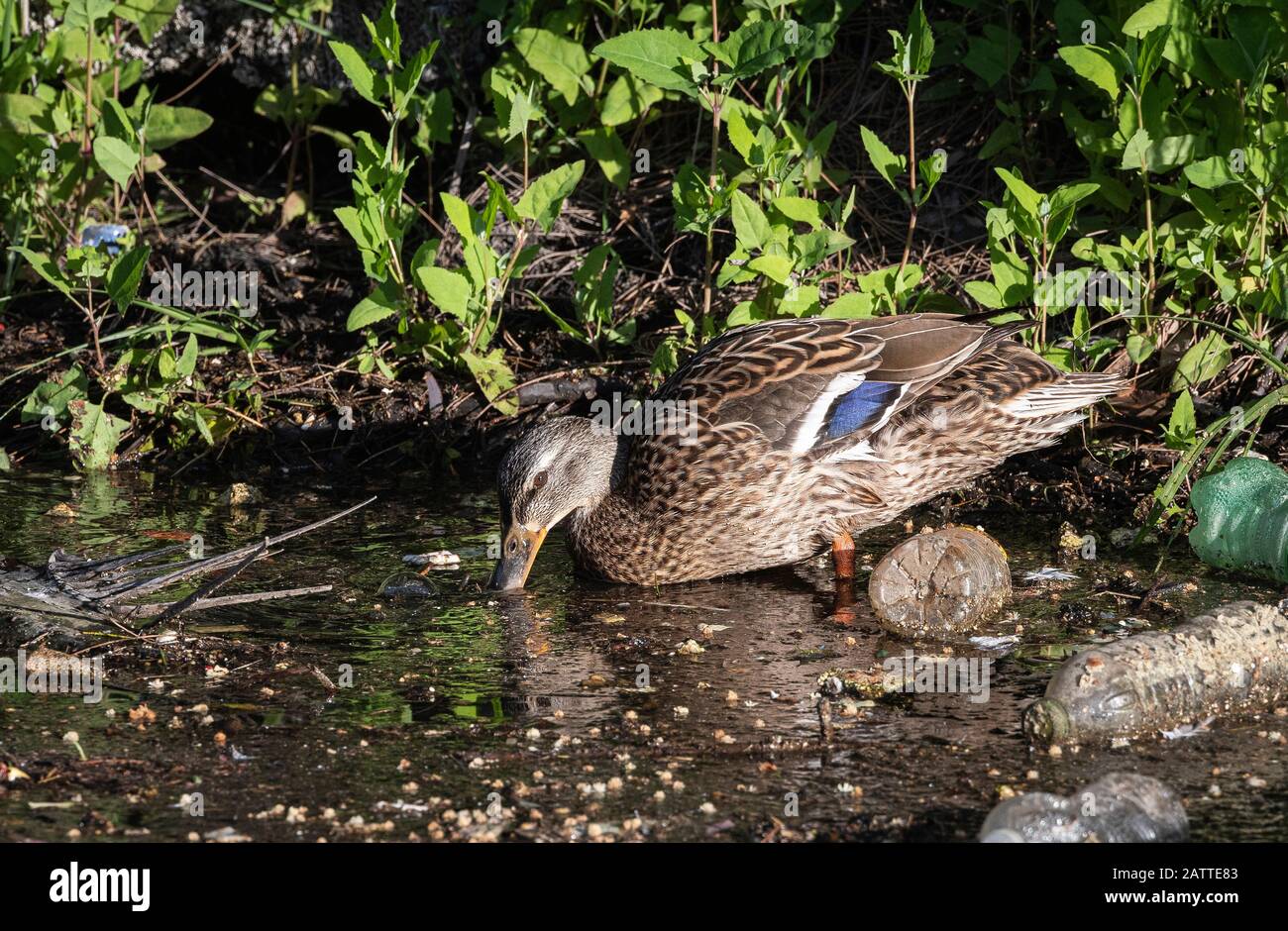 Femmina Mallard Duck in acqua inquinata con bottiglie di plastica Foto Stock