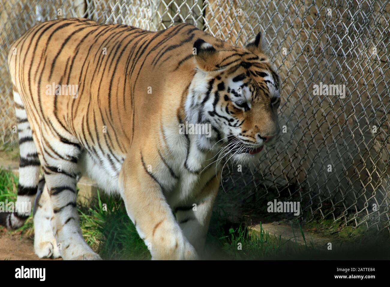 Una tigre in una gabbia dello zoo Foto Stock