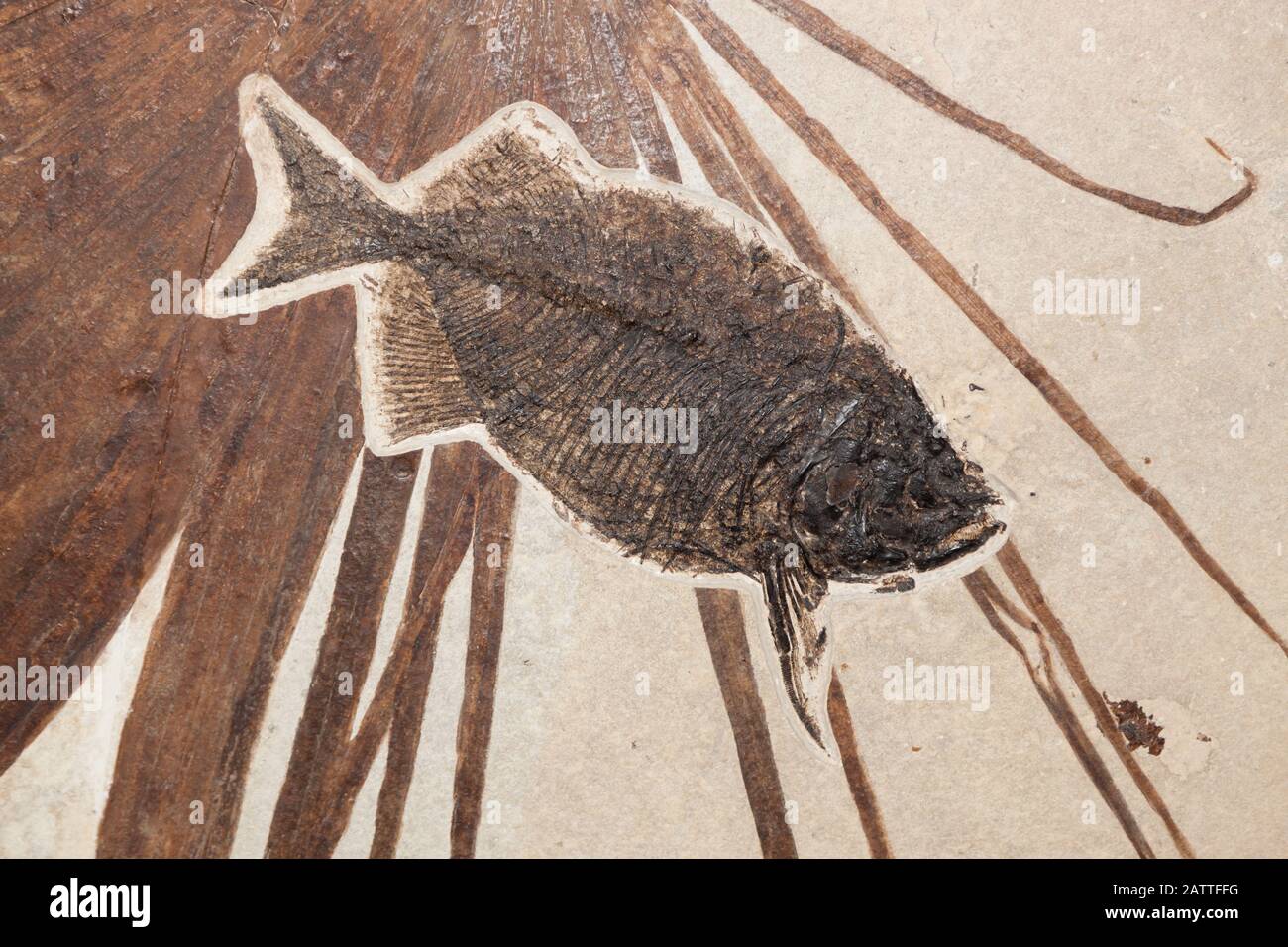 Un fossile di pesce Pharreodus è ben conservato con una palma frontone trovato nella Formazione del fiume verde in Wyoming. Foto Stock