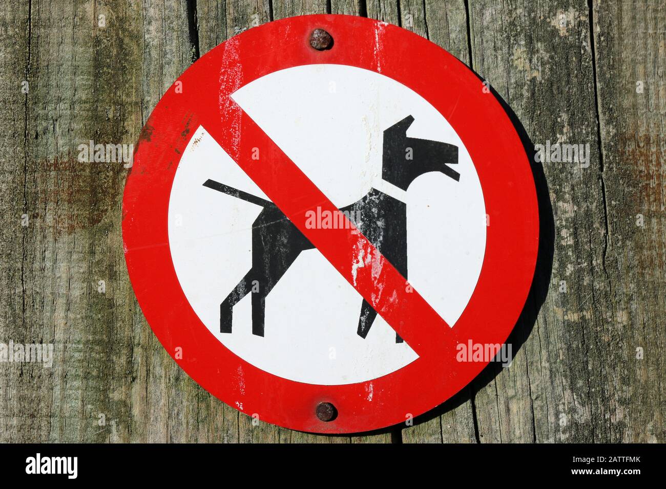 Nessun cane permesso avvertimento segno circolare con cane nero su sfondo bianco, attraversato da una linea rossa in un cerchio rosso e attaccato da chiodi a palo di legno. Foto Stock