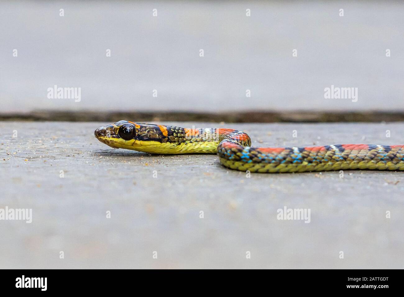 Serpente volante o serpente albero doppio barrosso, Chrysopelea pelias, adulto, Bako National Park, Sarawak, Borneo, Malesia Foto Stock