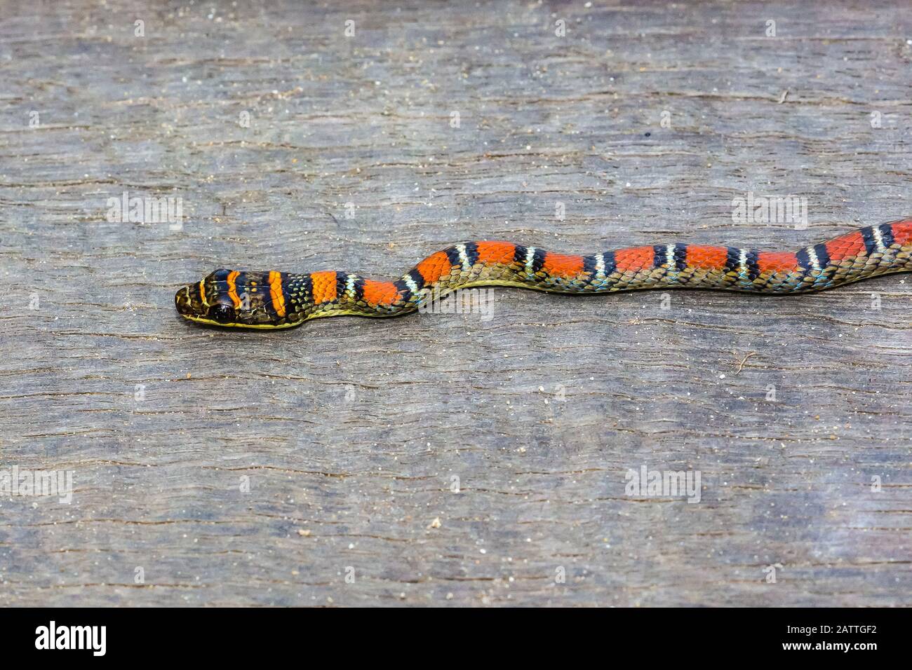 Serpente volante o serpente albero doppio barrosso, Chrysopelea pelias, adulto, Bako National Park, Sarawak, Borneo, Malesia Foto Stock