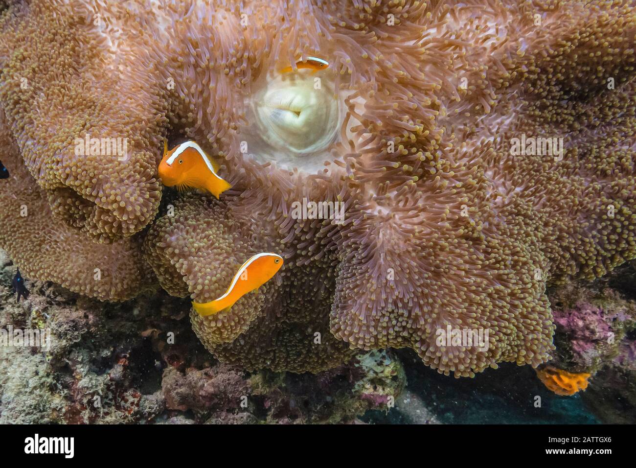 Anemonefish arancione, Anemone di Merten, Isola di Sebayur, Parco Nazionale di Komodo, Indonesia Foto Stock